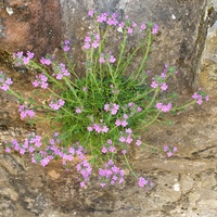 Erinus alpinus